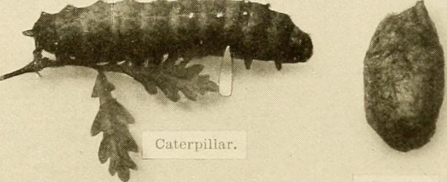 An illustration from The story of textiles; a bird's-eye view of the history of the beginning and the growth of the industry by which mankind is clothed, 1912, leaf 70