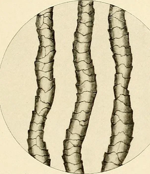 An illustration from The story of textiles; a bird's-eye view of the history of the beginning and the growth of the industry by which mankind is clothed, 1912, leaf 76