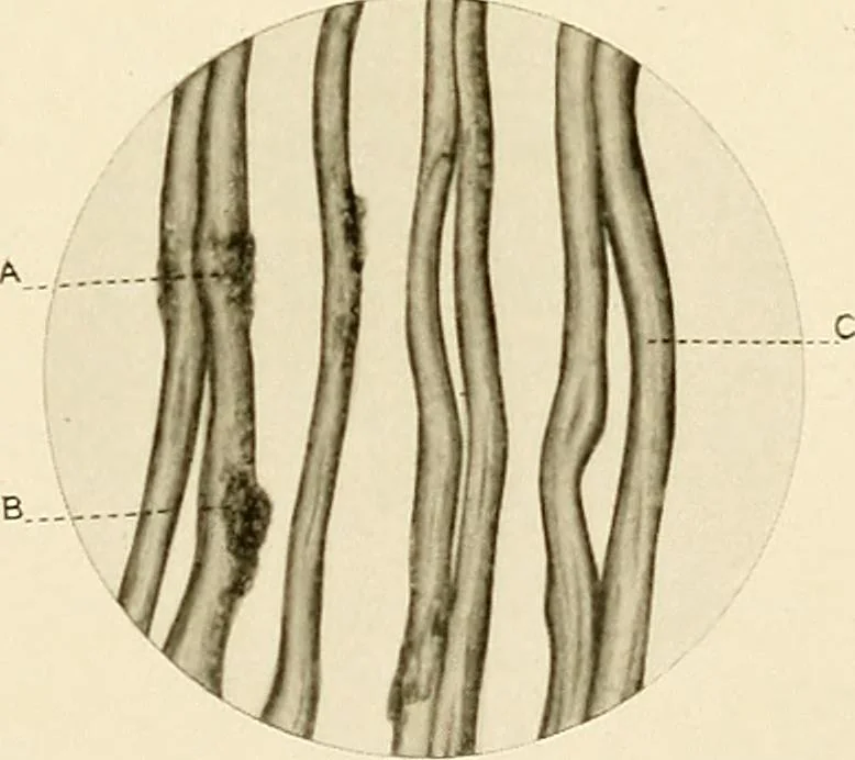 An illustration from The story of textiles; a bird's-eye view of the history of the beginning and the growth of the industry by which mankind is clothed, 1912, leaf 76