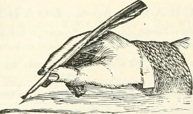 An illustration from The Stowe catalogue, priced and annotated:, 1848, leaf 409