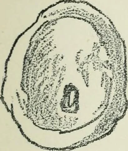 An illustration from Strange survivals : some chapters in the history of man, 1892, leaf 272