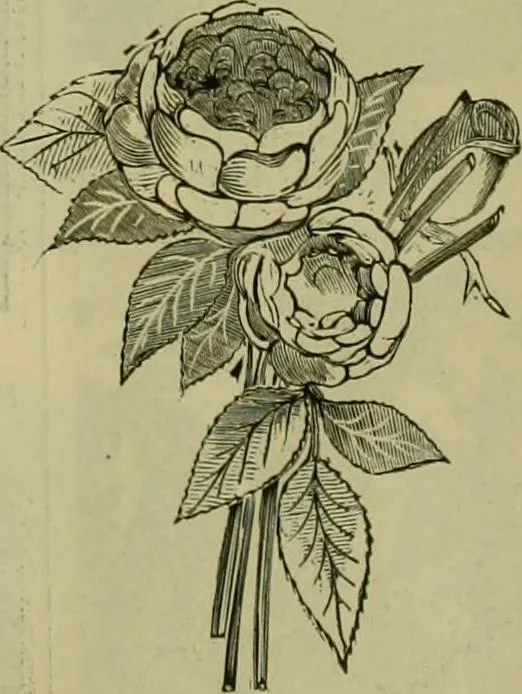 An illustration from Strawbridge & Clothier's quarterly, 1882, leaf 106