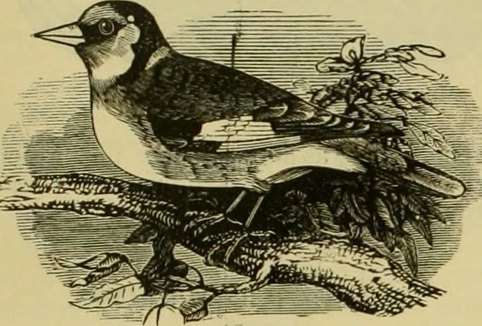 An illustration from Strawbridge & Clothier's quarterly, 1882, leaf 11