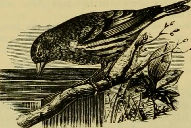An illustration from Strawbridge & Clothier's quarterly, 1882, leaf 11