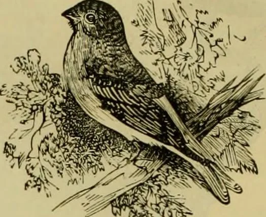 An illustration from Strawbridge & Clothier's quarterly, 1882, leaf 11