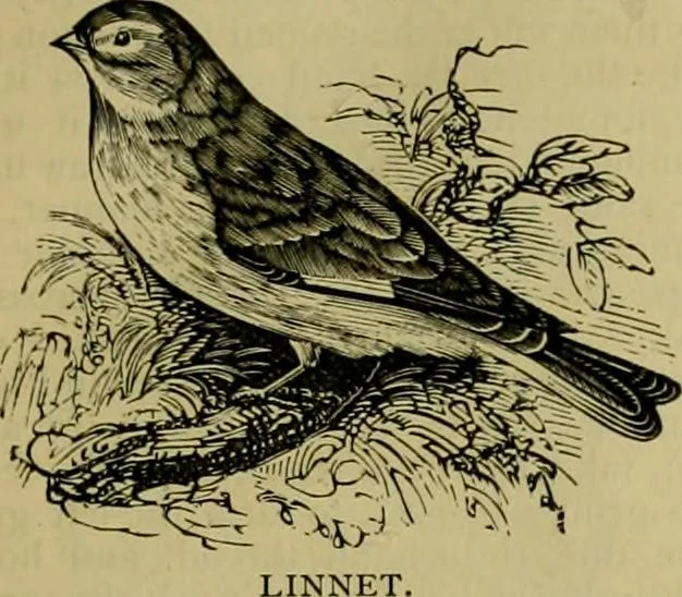 An illustration from Strawbridge & Clothier's quarterly, 1882, leaf 12