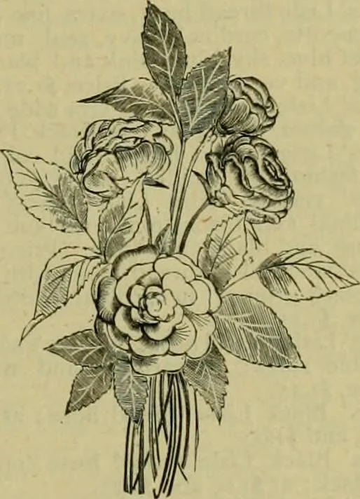 An illustration from Strawbridge & Clothier's quarterly, 1882, leaf 180