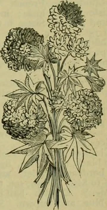 An illustration from Strawbridge & Clothier's quarterly, 1882, leaf 180