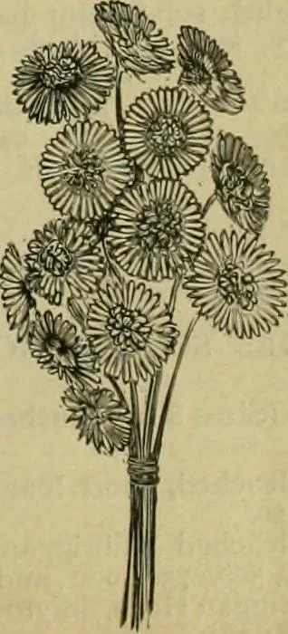 An illustration from Strawbridge & Clothier's quarterly, 1882, leaf 180