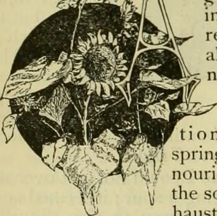 An illustration from Strawbridge & Clothier's quarterly, 1882, leaf 221