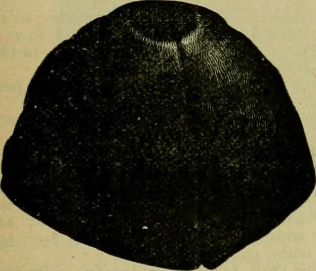 An illustration from Strawbridge & Clothier's quarterly, 1882, leaf 242