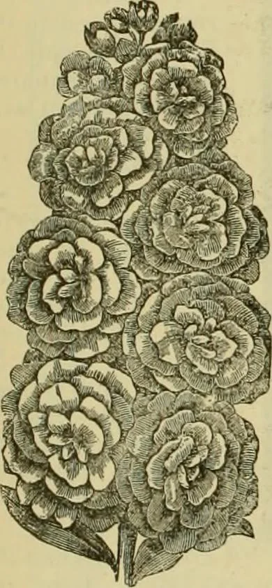 An illustration from Strawbridge & Clothier's quarterly, 1882, leaf 25