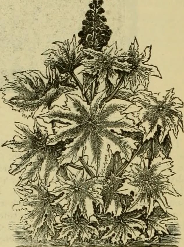 An illustration from Strawbridge & Clothier's quarterly, 1882, leaf 25