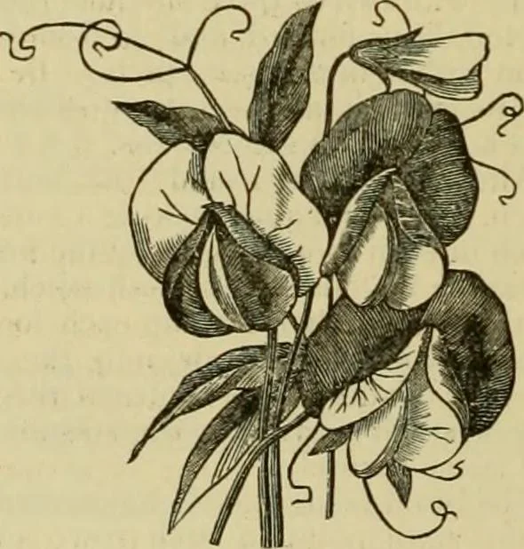 An illustration from Strawbridge & Clothier's quarterly, 1882, leaf 25