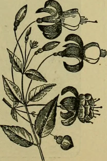 An illustration from Strawbridge & Clothier's quarterly, 1882, leaf 26