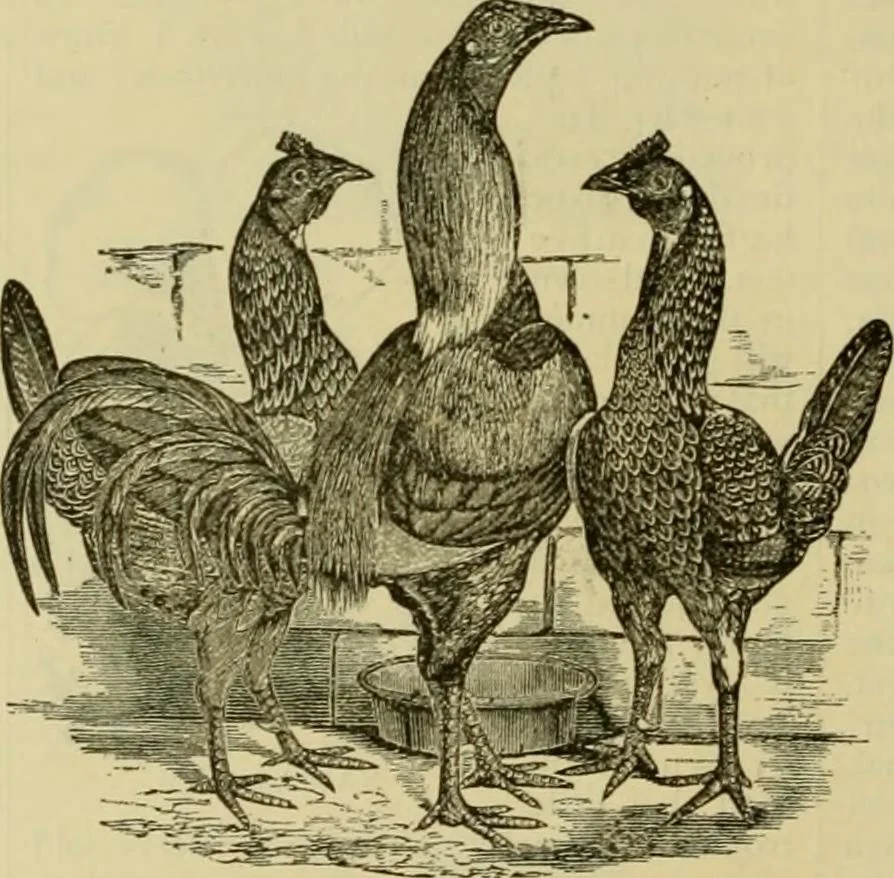 An illustration from Strawbridge & Clothier's quarterly, 1882, leaf 27