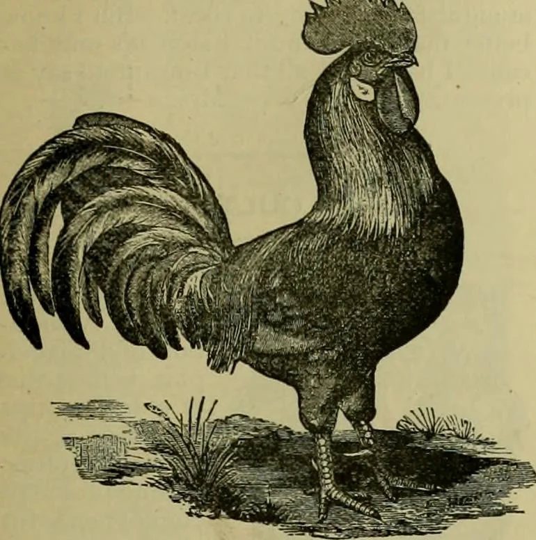 An illustration from Strawbridge & Clothier's quarterly, 1882, leaf 28