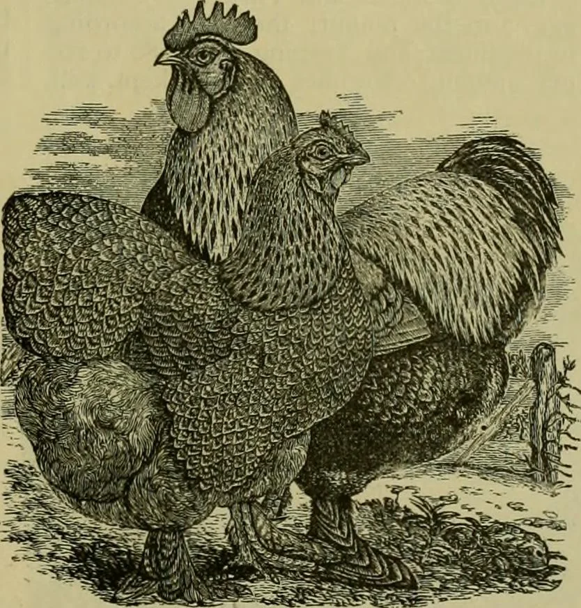 An illustration from Strawbridge & Clothier's quarterly, 1882, leaf 28