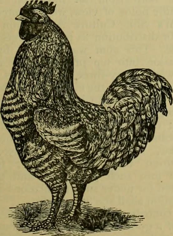 An illustration from Strawbridge & Clothier's quarterly, 1882, leaf 28