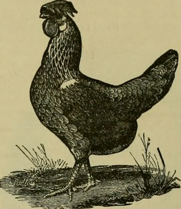 An illustration from Strawbridge & Clothier's quarterly, 1882, leaf 28