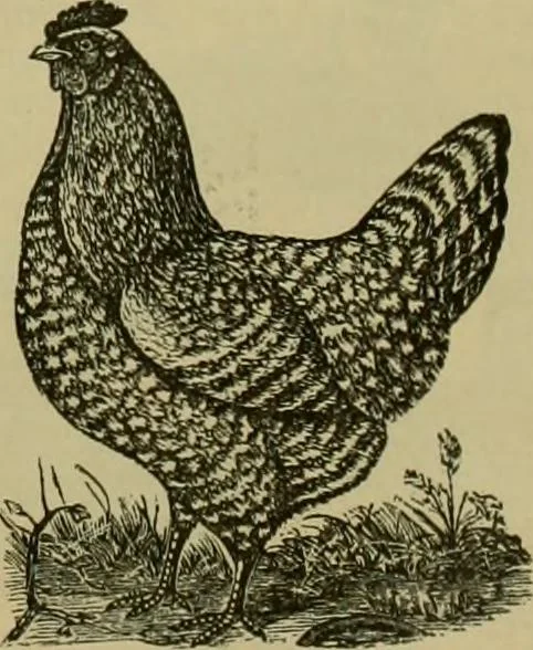 An illustration from Strawbridge & Clothier's quarterly, 1882, leaf 28