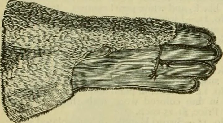An illustration from Strawbridge & Clothier's quarterly, 1882, leaf 281
