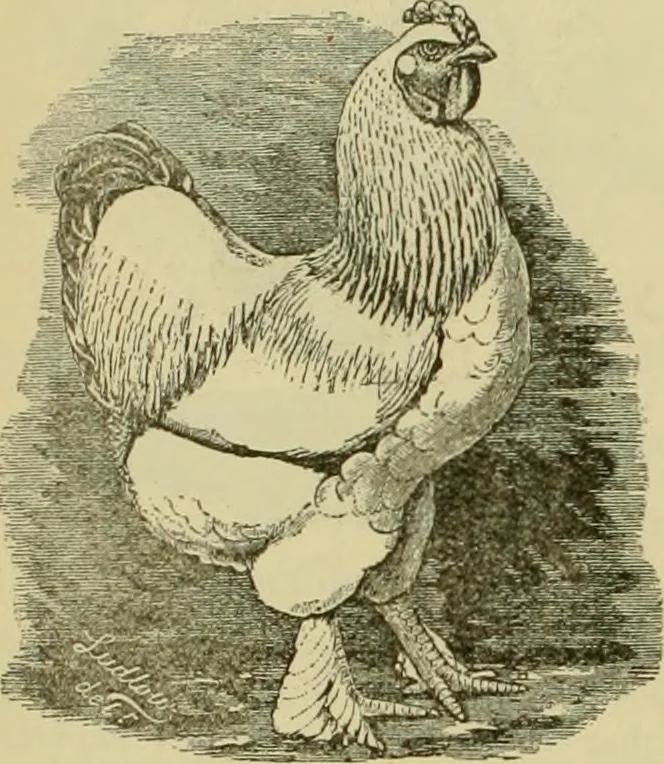An illustration from Strawbridge & Clothier's quarterly, 1882, leaf 29
