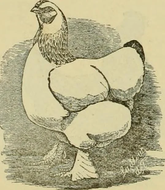 An illustration from Strawbridge & Clothier's quarterly, 1882, leaf 29