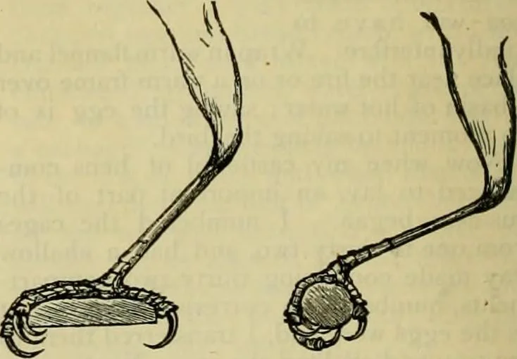 An illustration from Strawbridge & Clothier's quarterly, 1882, leaf 347