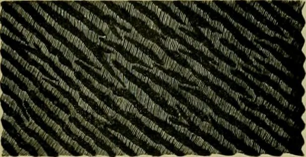 An illustration from Strawbridge & Clothier's quarterly, 1882, leaf 358