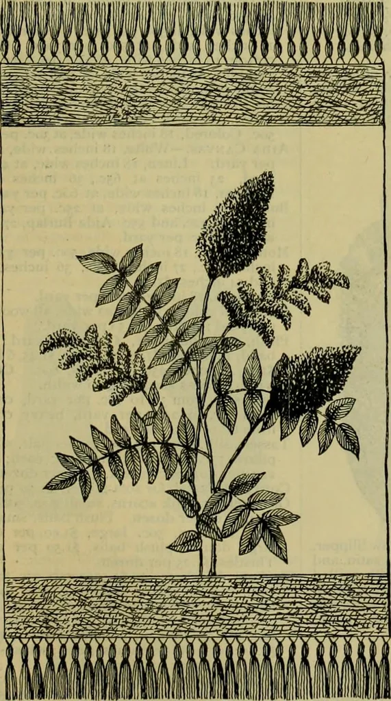 An illustration from Strawbridge & Clothier's quarterly, 1882, leaf 394