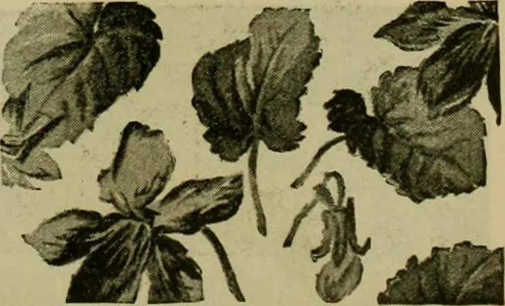 An illustration from Strawbridge & Clothier's quarterly, 1882, leaf 46