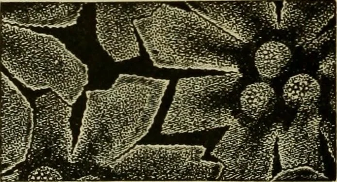 An illustration from Strawbridge & Clothier's quarterly, 1882, leaf 47