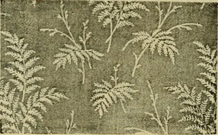 An illustration from Strawbridge & Clothier's quarterly, 1882, leaf 47