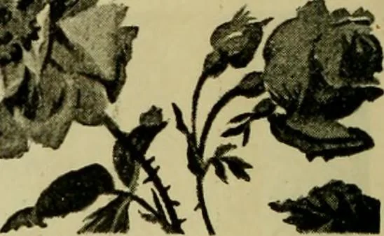 An illustration from Strawbridge & Clothier's quarterly, 1882, leaf 47