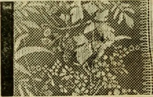 An illustration from Strawbridge & Clothier's quarterly, 1882, leaf 55