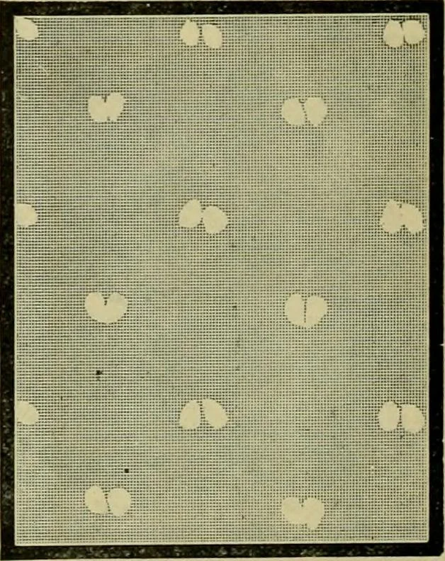 An illustration from Strawbridge & Clothier's quarterly, 1882, leaf 59