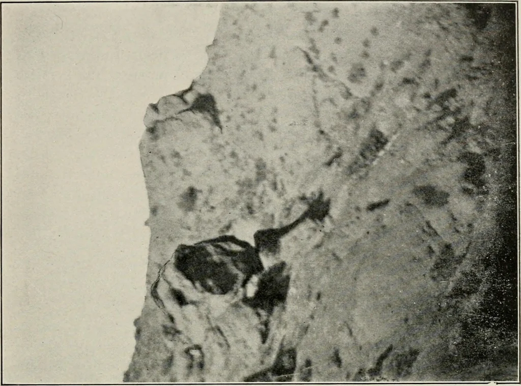 An illustration from The structural and industrial materials of California, 1906, leaf 134