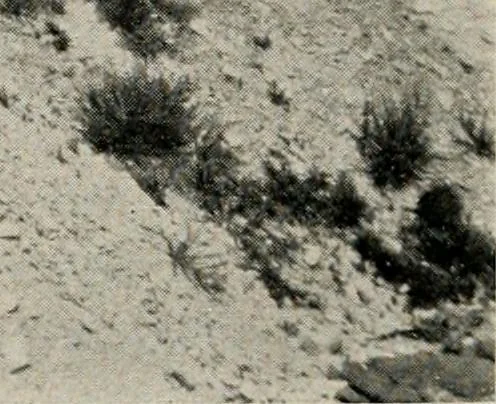 An illustration from The structural and industrial materials of California, 1906, leaf 301