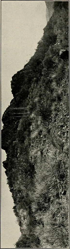 An illustration from The structural and industrial materials of California, 1906, leaf 312