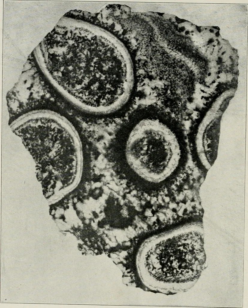 An illustration from The structural and industrial materials of California, 1906, leaf 65