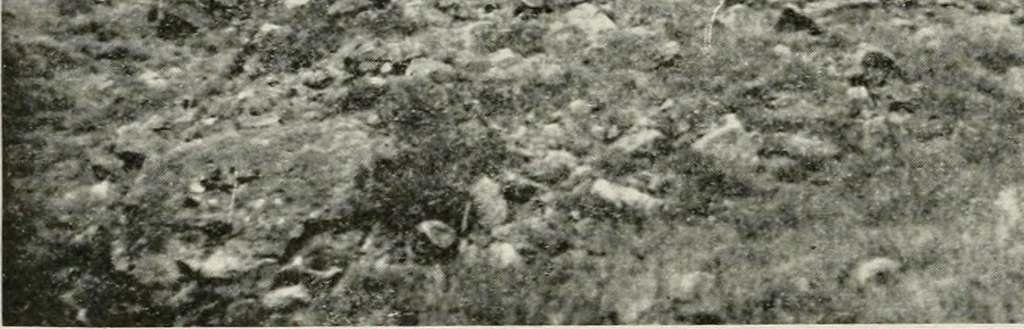An illustration from The structural and industrial materials of California, 1906, leaf 67