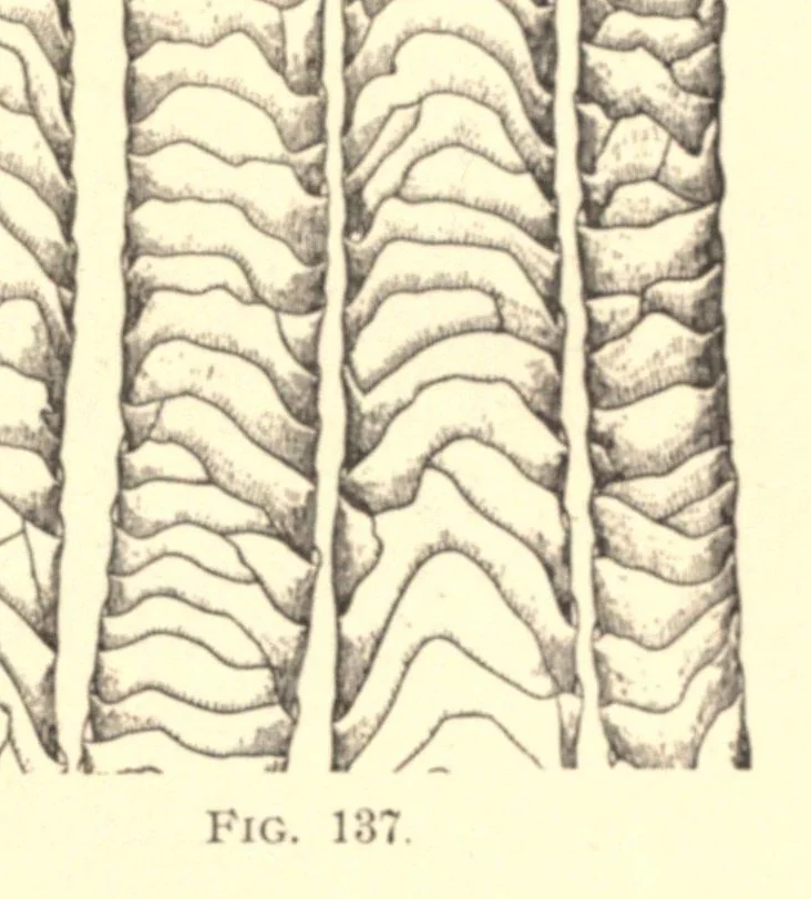 An illustration from The structure of fibres, yarns and fabrics : being a practical treatise for the use of all persons employed in the manufacture of textile fabrics, 1891, leaf 95