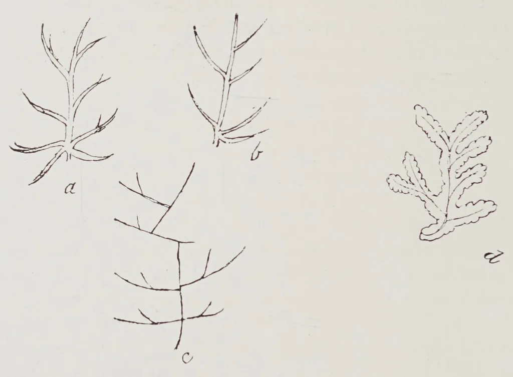 An illustration from Studies in the evolution of animals, 1895, leaf 110