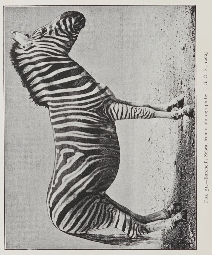 An illustration from Studies in the evolution of animals, 1895, leaf 122