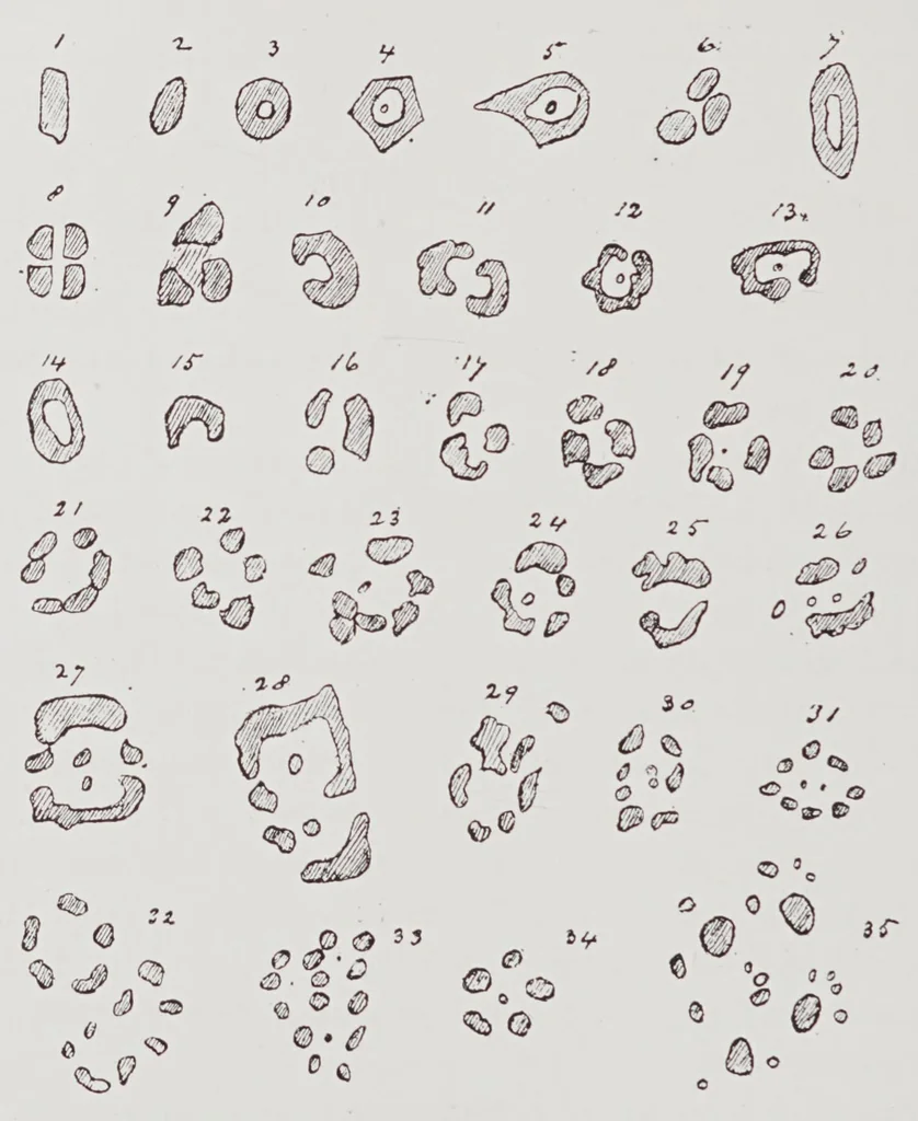 An illustration from Studies in the evolution of animals, 1895, leaf 140