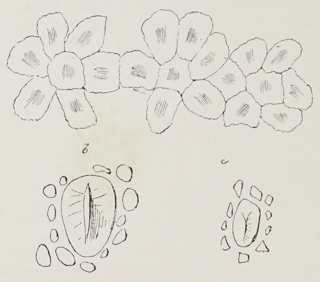 An illustration from Studies in the evolution of animals, 1895, leaf 156