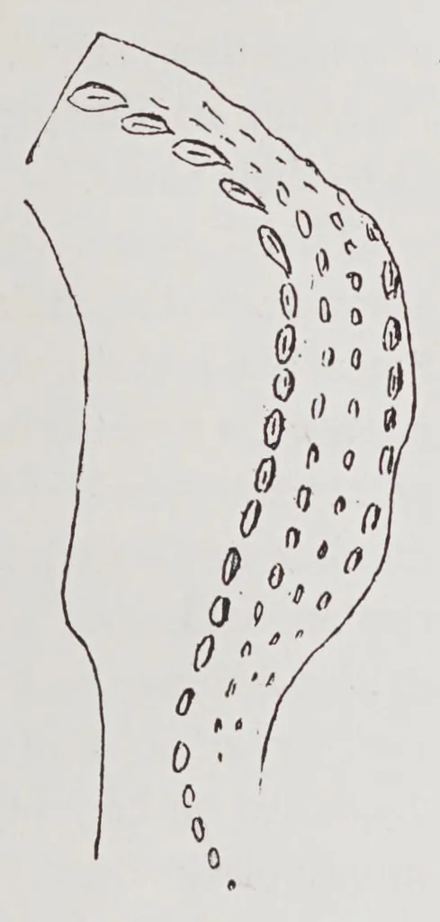 An illustration from Studies in the evolution of animals, 1895, leaf 195