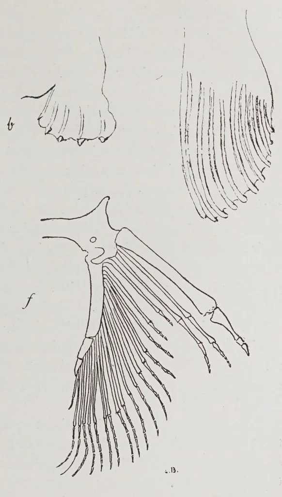 An illustration from Studies in the evolution of animals, 1895, leaf 303