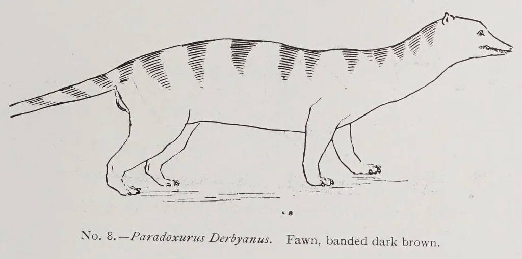 An illustration from Studies in the evolution of animals, 1895, leaf 375